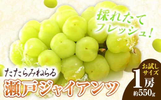 【先行予約】たたらみねらる 瀬戸ジャイアンツ お試しサイズ 1房 約550g Y＆G.ディストリビューター株式会社《2026年8月下旬-10月下旬頃出荷予定》岡山県 笠岡市 マスカット ぶどう ブドウ 葡萄 フルーツ 果物---Y-15---