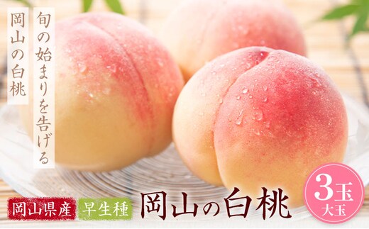 【2027年発送先行予約】岡山の白桃 早生種 大玉3玉 約900g 晴れの国おかやま館 (つむぐ株式会社) 《2027年6月下旬-7月中旬頃出荷》岡山県 笠岡市 フルーツ 果物 果実 桃 白桃 もも モモ【配送不可地域：離島】---H-99---