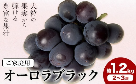 【2027年先行予約】岡山県産 ご家庭用 オーロラブラック 2～3房 約1.2kg 《2027年9月上旬-9月下旬頃出荷》 岡山県 笠岡市 巨峰 ぶどう 葡萄 果物 フルーツ【配送不可地域：離島】---H-105---