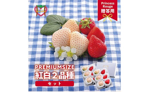 いちご しあわせ届けるいちご農園HappyComeComeの紅白いちご2品種食べ比べセット 400g以上《12月中旬-3月下旬頃出荷》---A-125a---