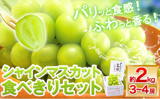 【先行予約】 シャインマスカット マスカット 約2kg《2026年9月上旬頃より発送予定》 食べ切りセット 数量限定 先行予約 シャイン マスカット 岡山 岡山県産 果物 フルーツ 旬 葡萄---B-61---