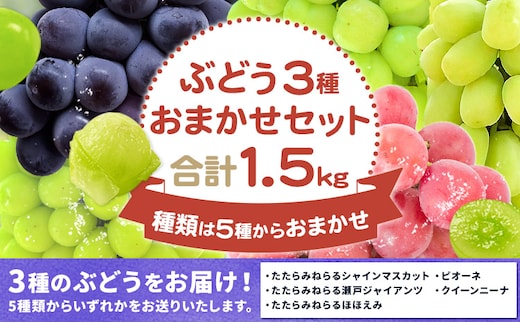 ぶどう3種類おまかせセット たたらみねらるシャインマスカット たたらみねらる瀬戸ジャイアンツ たたらみねらるほほえみ ピオーネ クイーンニーナ Y&Gディストリビューター株式会社《9月上旬-10月下旬頃出荷》 岡山県 笠岡市---Y-16---