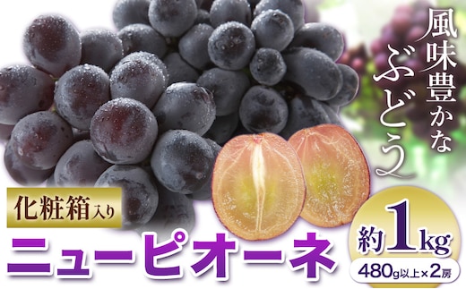 【2026年先行予約】ニューピオーネ 1房480g以上 約1kg 2房 化粧箱入り 株式会社山博《2026年8月下旬-10月上旬頃出荷》岡山県 笠岡市 ぶどう フルーツ ギフト 贈答用 旬 果物 国産 岡山県産 送料無料 【配送不可地域あり】---Y-26---