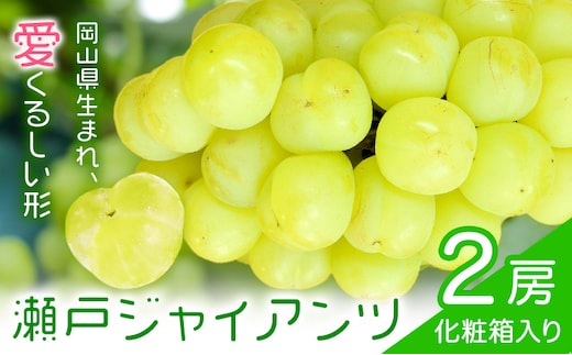 【2027年先行予約】瀬戸ジャイアンツ 2房 (1房480g以上) 合計約1kg 化粧箱入り 株式会社山博《2027年9月上旬-10月上旬頃出荷》岡山県 笠岡市 ぶどう マスカット 果物 大粒 種なし 桃太郎ぶどう 岡山県産 国産 送料無料【配送不可地域あり】---Y-50---