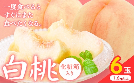 【2026年先行予約】白桃 6玉(1.6kg以上) 株式会社山博 (中本青果)《2026年7月上旬‐8月中旬頃出荷》岡山県 笠岡市 桃 もも フルーツ 旬 果物 国産 岡山県産 送料無料 冷蔵 化粧箱【配送不可地域あり】---Y-23---