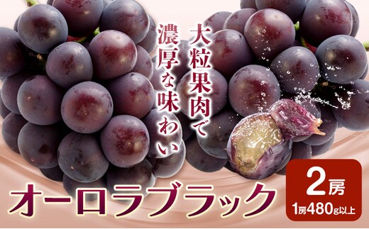 ぶどう オーロラブラック フルーツ 2房 (1房480g以上) 化粧箱入り 株式会社山博《2026年8月下旬-9月下旬頃出荷》岡山県 笠岡市 送料無料 ブドウ 大粒 種なし 種無 贈答 果物 旬 国産 岡山県産【配送不可地域あり】---Y-32---