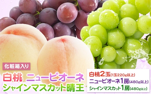 桃 ぶどう 詰合 岡山白桃 2玉(1玉220g以上) ニューピオーネ1房(1房480g以上) シャインマスカット 晴王 1房(1房480g以上) 化粧箱入 株式会社山博《2026年7月下旬-8月中旬頃出荷》岡山県 笠岡市 フルーツ 果物 葡萄 マスカット もも お取り寄せ【配送不可地域あり】---Y-34a---
