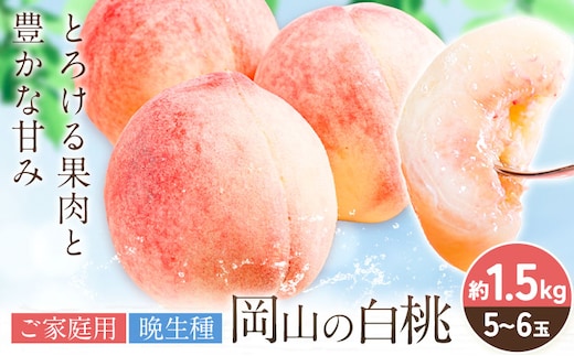 【2027年発送先行予約】ご家庭用 岡山の白桃（ 晩生種 ）約 1.5kg 5～6玉 《2027年8月上旬-8月下旬頃出荷》 晴れの国おかやま館 (つむぐ株式会社) フルーツ 果物 果実 桃 白桃 岡山県 笠岡市【配送不可地域：離島】---H-102---