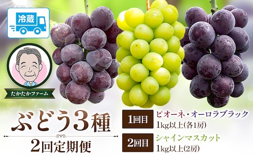 ぶどう ピオーネ オーロラブラック シャインマスカット ぶどう3種 定期便 2回 お届け 定期便 計4房 計2kg 以上 《8月下旬-9月下旬頃出荷》 たかたかファーム ブドウ 葡萄 シャイン 果物 フルーツ ギフト 岡山県 笠岡市---T-35---