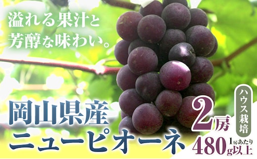 【先行予約】岡山県産 ニューピオーネ 2房 480g以上 ハウス栽培 有限会社ホーティカルチャー神島《7月中旬-8月下旬頃出荷》岡山県 笠岡市 葡萄 果物 厳選出荷 スイーツ フルーツ デザート 種なしぶどう【配送不可地域あり】---H-75---