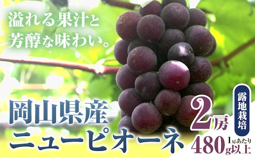 【ふるさと納税】【先行予約】 岡山県産 ニューピオーネ 2房 480g以上 露地栽培 有限会社ホーティカルチャー神島《9月中旬-10月下旬頃出荷》岡山県 笠岡市 葡萄 果物 厳選出荷 スイーツ フルーツ デザート 種なしぶどう【配送不可地域あり】---H-78---