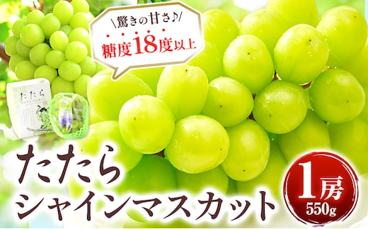 【先行予約】 たたらみねらる シャインマスカット お試し 550g 1房 《2026年8月下旬-10月下旬頃出荷予定》たたらみねらる ギフト 糖度18度以上 フルーツ 種無し ぶどう 葡 Y&G．ディストリビューター 岡山県 笠岡市---Y-14---
