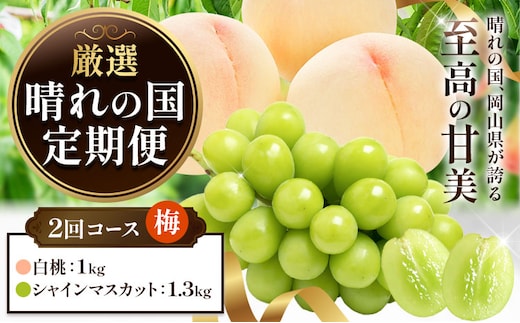 フルーツ 厳選 晴れの国定期便 シャインマスカット 1.3kg 白桃 1kg 2回 お届け 定期便 《ページ内記載の時期に発送》 果物 マスカット 桃 岡山県 笠岡市---kasaoka_zsytei_356_ume2---