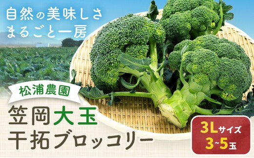 大玉 干拓 ブロッコリー 3Lサイズ 3~5玉 松浦農園 【配送不可地域あり】（離島） 《12月上旬-5月中旬頃出荷》 岡山県 笠岡市 野菜 青果物---M-11---