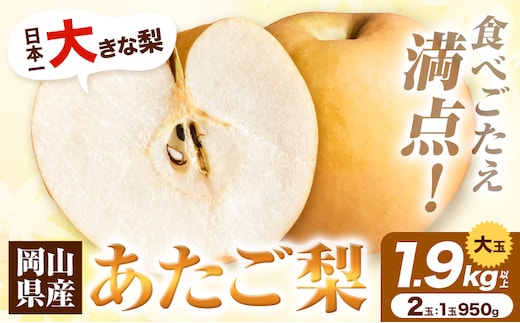 【先行予約】岡山県産 あたご梨 1.9kg以上 大玉2個入り 1玉 950g以上 令和8年産 《2026年11月下旬-12下旬頃出荷》【配送不可地域あり】---H-36b---