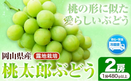 岡山県産桃太郎ぶどう 2房（480g以上）露地栽培 先行受付 《9月上旬-10月下旬頃出荷》【配送不可地域あり】---H-68---