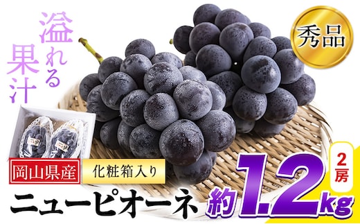 岡山県産 ニューピオーネ 約1.2kg 2房《8月下旬-10月中旬頃出荷》岡山県 笠岡市 葡萄 果物 秀品 スイーツ フルーツ デザート 秋旬---kasaoka_zsy_37_12---