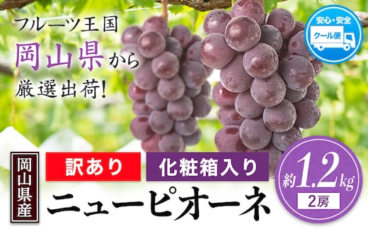 訳あり ニューピオーネ 約1.2kg(2房)《8月下旬-10月下旬頃出荷(土日祝除く)》岡山県 笠岡市 葡萄 果物 訳あり 優品 厳選出荷 スイーツ フルーツ デザート 数量限定 2026---kasaoka_zsy_251_12---