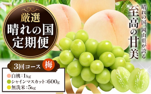 フルーツ 厳選 晴れの国定期便 シャインマスカット 600g 白桃 1kg 米 5kg 無洗米 3回 お届け 定期便 《ページ内記載の時期に発送》 果物 マスカット 桃 こめ コメ 岡山県 笠岡市---kasaoka_zsytei_357_ume3---