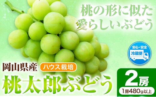 岡山県産桃太郎ぶどう 2房（480g以上）ハウス栽培 先行受付 《7月中旬-8月下旬頃出荷》【配送不可地域あり】---H-67---