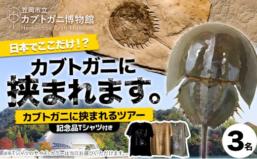 カブトガニに挟まれるツアー 記念品Tシャツ付き 3名 カブトガニ博物館《寄附お申し込み約1週間後にご連絡差し上げます(土日祝除く)》岡山県 笠岡市 カブトガニ 博物館 チケット ツアー 送料無料---K-79---