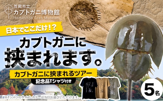 カブトガニに挟まれるツアー 記念品Tシャツ付き 5名 カブトガニ博物館《寄附お申し込み約1週間後にご連絡差し上げます(土日祝除く)》岡山県 笠岡市 カブトガニ 博物館 チケット ツアー 送料無料---K-81---