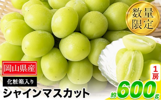 秀品 シャインマスカット 岡山 秋旬 数量限定 大粒 約600g 1房 産地直送 葡萄 果物 秀品 スイーツ フルーツ デザート 岡山県 笠岡市 簡易包装 《9月上旬‐11月上旬頃出荷》---kasaoka_zsy_34_06---