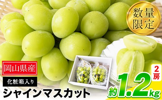 秀品 シャインマスカット 岡山 秋旬 数量限定 大粒 約1.2kg 2房 産地直送 葡萄 果物 秀品 スイーツ フルーツ デザート 岡山県 笠岡市 簡易包装 《9月上旬‐11月上旬頃出荷》---kasaoka_zsy_35_12---