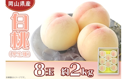 岡山県産 白桃8玉（約2.0kg）【26年7月上旬以降に順次発送】