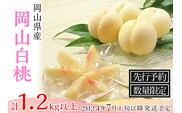 74-03 白桃5～6玉（1.2kg以上）【2026年7月上旬～8月上旬頃発送予定】