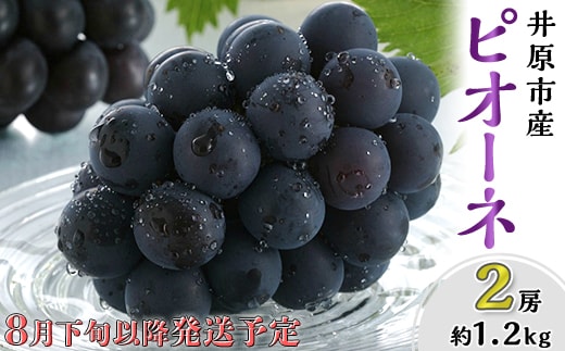 岡山県産 種無し ピオーネ2房（約1.2kg）【2026年8月下旬～9月中旬発送予定】（いばら愛菜館）