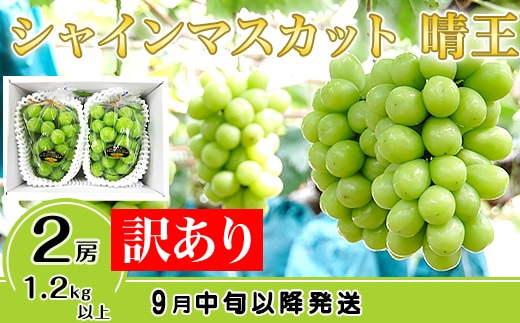【訳あり】シャインマスカット晴王2房【2026年9月中旬～10月下旬発送予定】（いばら愛菜館）
