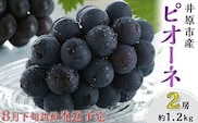 岡山県産 種無し ピオーネ2房（約1.2kg）【2026年8月下旬～9月中旬発送予定】（いばら愛菜館）