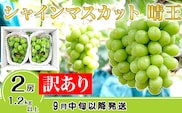 【訳あり】シャインマスカット晴王2房【2026年9月中旬～10月下旬発送予定】（いばら愛菜館）