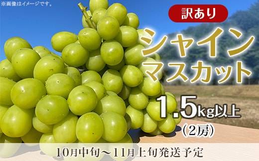 【訳あり】シャインマスカット 2房（1.5kg以上）【2026年10月中旬～11月上旬発送予定】（星のさと・ぶどう工房）