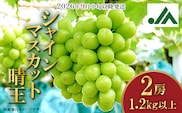 シャインマスカット晴王2房【2026年9月中旬～10月下旬発送予定】（いばら愛菜館）