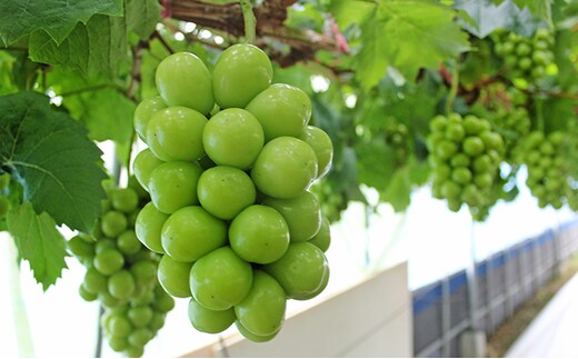 数量限定 氷温 シャイン マスカット 1房（約800g）【配達不可：北海道・沖縄・離島】 JA ぶどう 果物類 フルーツ 果物 葡萄 