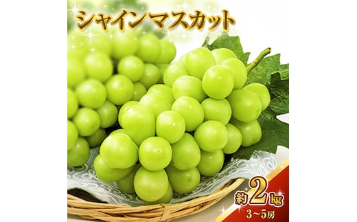 シャインマスカット 約2kg 3～5房 ぶどう 葡萄 フルーツ 岡山 高梁市産 2026年 先行予約 果物類 果物 