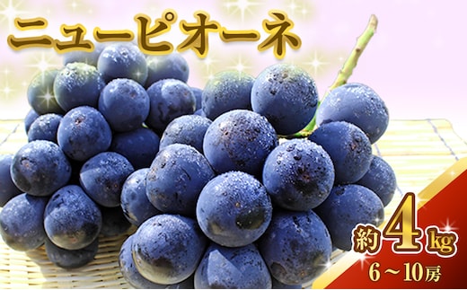 ニュー ピオーネ 約4kg ぶどう 葡萄 フルーツ 岡山 高梁市産 2026年 先行予約 果物類 果物 