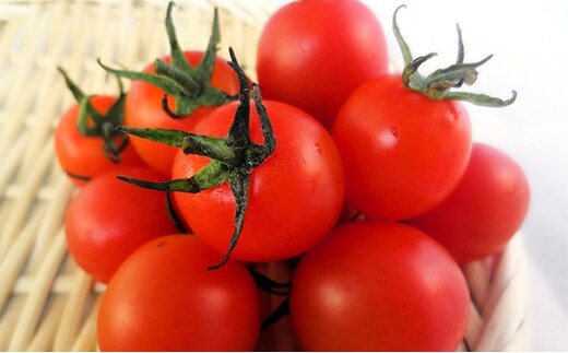  2026年 先行予約 ミニ トマト 150g 10パック とまと 岡山 高梁市産 有機 野菜