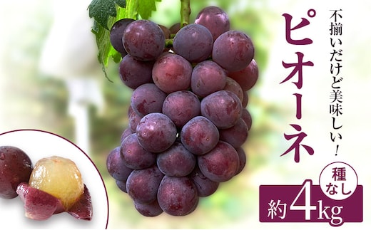 訳あり 辻葡萄園 の ニュー ピオーネ ご家庭用 満杯詰め 約4kg 岡山県産 ぶどう 葡萄 果物 フルーツ 2026年 先行予約 果物類 
