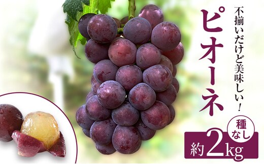 訳あり 辻葡萄園 の ピオーネ 約2kg ご家庭用 岡山県産 ぶどう 葡萄 果物 フルーツ 2026年 先行予約 果物類 数量限定