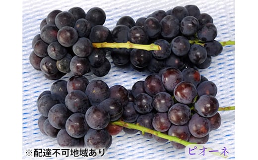 ニュー ピオーネ 3～4房 約2kg 高梁市産 2026年 先行予約 しばくらぶどう園 葡萄 フルーツ 岡山 果物 