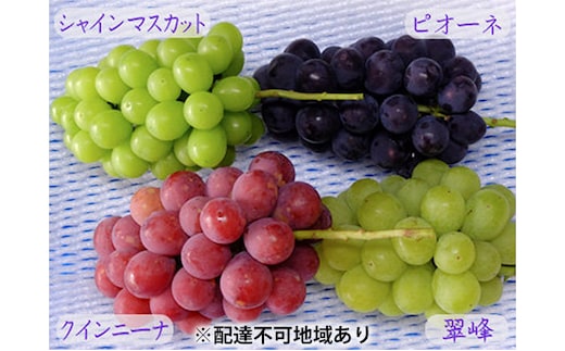 バラエティ セット 3～4房 約2kg 高梁市産 2026年 先行予約 しばくらぶどう園 葡萄 フルーツ 岡山 果物 果物類 詰合せ 