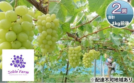 シャインマスカット 2房 合計1kg前後 葡萄 フルーツ 岡山 高梁市産 ぜきお農園 ぶどうclub 2026年 先行予約 果物類 