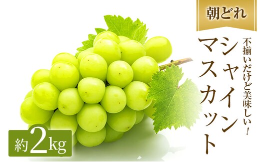 訳あり シャインマスカット 約2kg ご家庭用 辻葡萄園 ぶどう 葡萄 フルーツ 果物 岡山県産 岡山のぶどう 食後 デザート おやつ 数量限定