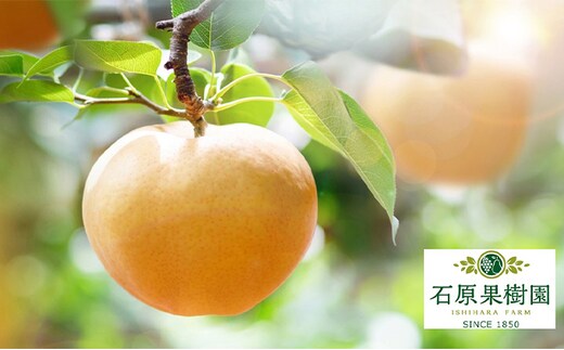 梨 2025年 先行予約 あたご梨 4～9玉 合計約4.5kg 贈答箱【11月下旬～12月中旬頃発送】 ナシ なし 岡山県産 国産 フルーツ 果物 ギフト 石原果樹園 繊細な味 ジャンボ梨 