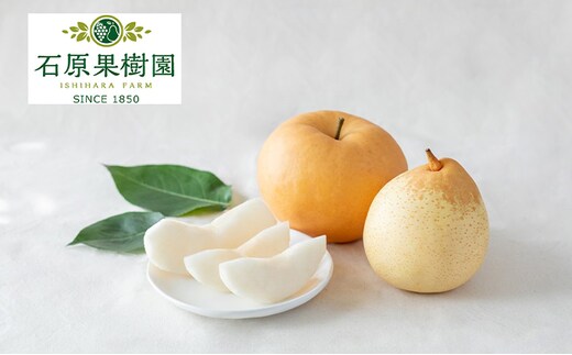 梨 2025年 先行予約 あたご梨・鴨梨（ヤーリー）詰合せ あたご1～2玉 鴨梨2玉 合計約2kg 贈答箱【11月下旬～12月中旬頃発送】 ナシ なし 岡山県産 国産 フルーツ 果物 ギフト 石原果樹園 食べ比べ 