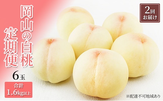 桃 定期便 2026年 先行予約 岡山 の 白桃 6玉 合計1.6kg以上×2回 お届け 化粧箱入り もも モモ 岡山産 国産 フルーツ 果物 ギフト 