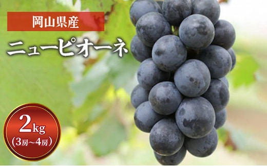 ぶどう ニュー ピオーネ 2kg 3房～4房 1房 約500g～600g 葡萄 フルーツ 岡山 高梁市産 赤迫農園 2026年 先行予約